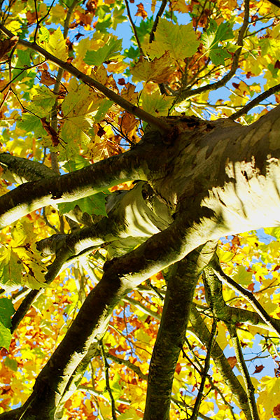 Naturfoto mit Herbstbaum von unten