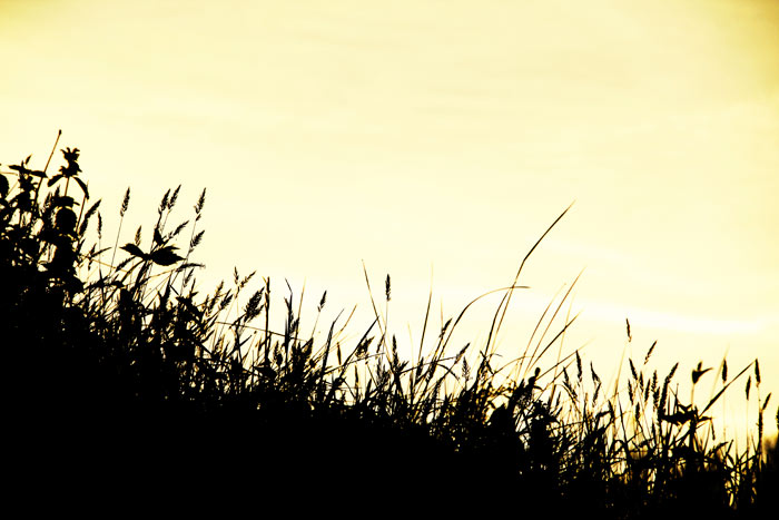 Gräserwiese vor Sonnenaufgang