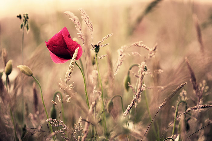 Naturfoto mit einer Mohnblume in reifem Feld mit langen Ähren