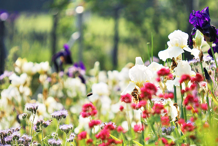 Naturfoto mit vielen bunten Sommerblumen im Garten