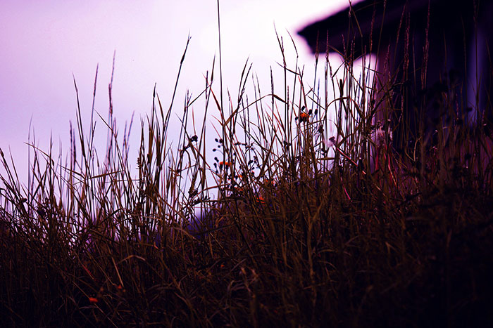 Lange Gräser im Gegenlicht vor einem lila farbigen Abendhimmel