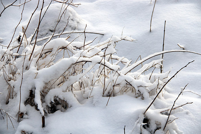 Feld und Zweiglein mit Neuschnee bedeckt
