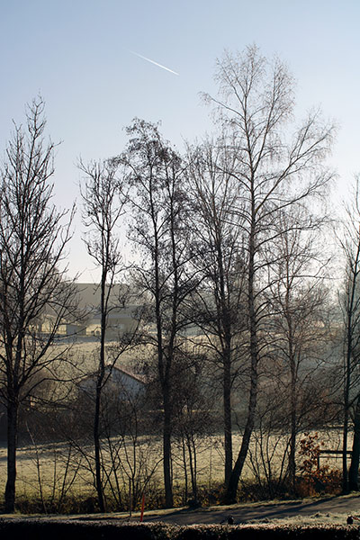 Naturfotografie mit hohen Bäumen im Winter