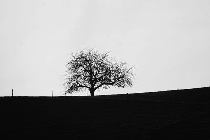 Naturfotografie mit Baum auf Hügel in schwarzweiss