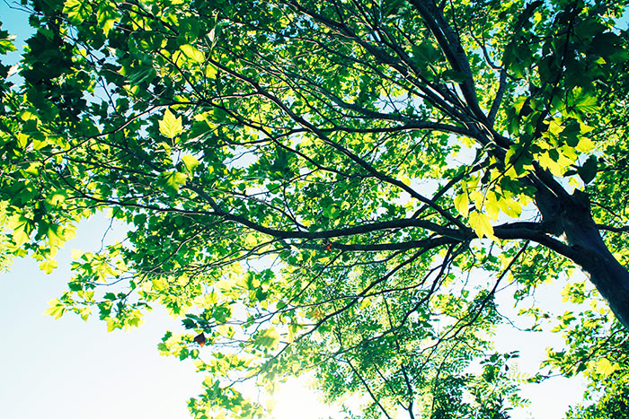 Naturfotografie mit Baum von unten im Sommer