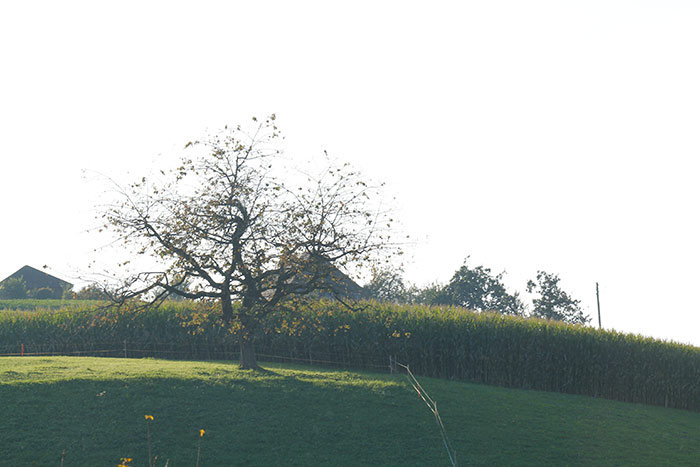 Naturfotografie mit Baum im Frühsommer und Maisfeld