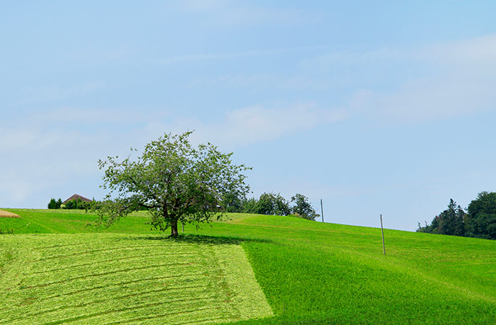 Naturfoto mit Baum und Feld mit gemähtem und ungemähtem Gras