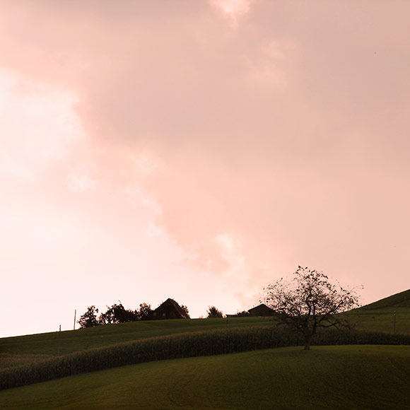 Naturfotografie mit Baum auf Hügel und rotem Himmel