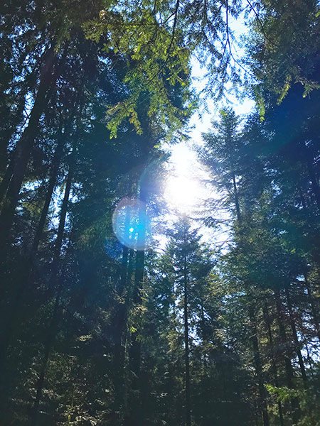 Naturfoto mit Sonnenlicht durch hohe Waldbäume