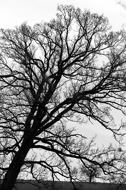 Naturfoto mit Baum mit Ästen zum Himmel in schwarz-weiss