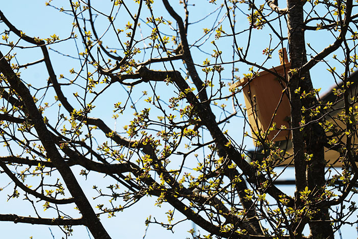 Naturfoto mit Baum im Vorfrühling und Vogelhäuschen