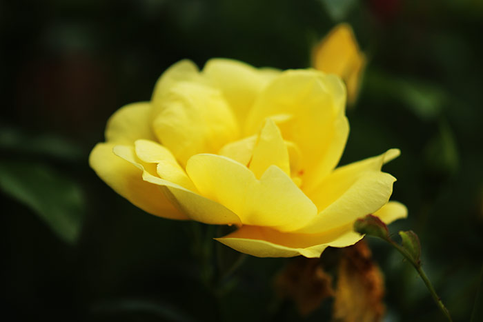 gelbe Buschrose
