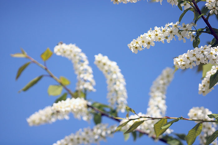 Weisse Blüten ende April