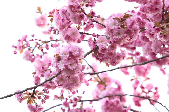 Japanische Blütenkirsche, Äste mit rosa Blüten