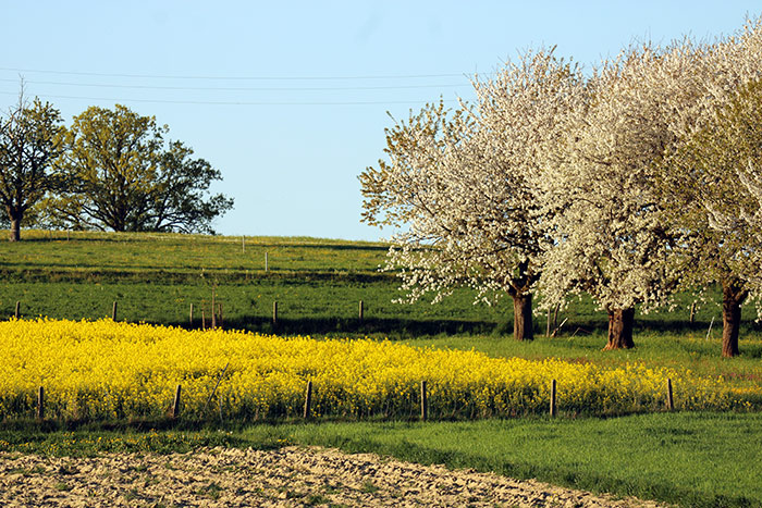 Rapsfeld mit blühenden Apfelbäumen