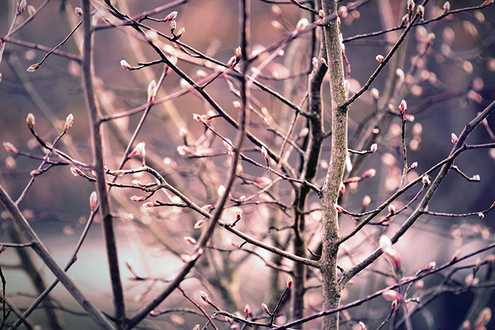 Naturfoto mit rosa und weissen Blätterknospen an Strauch