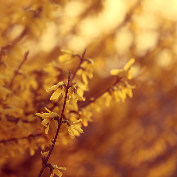 Naturfoto mit gelben Forsythien