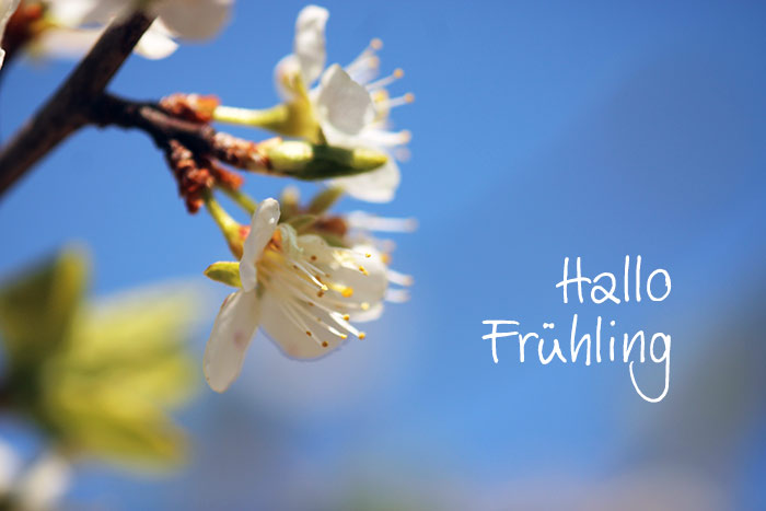 Naturfoto mit weissen Baumblüten und blauem Himmel sowie Text Hallo Frühling