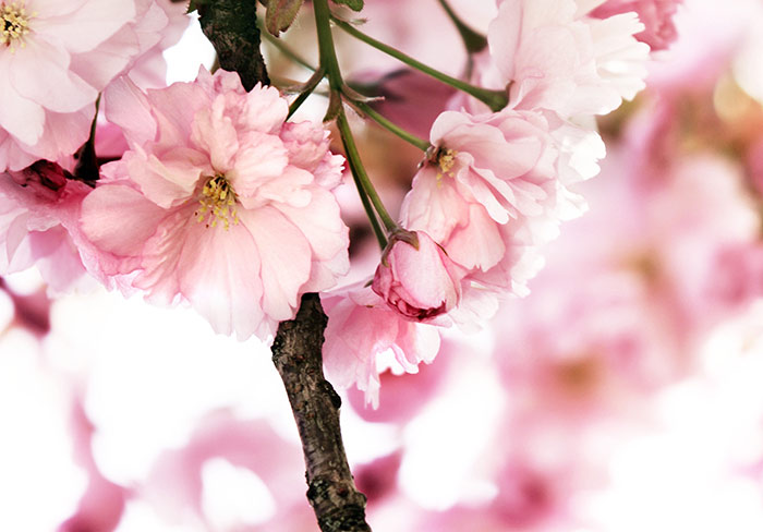 Naturfoto mit rosaweissen Baumblüten