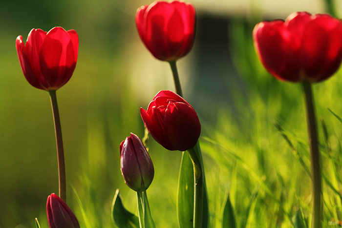 rote Tulpen in Wiese