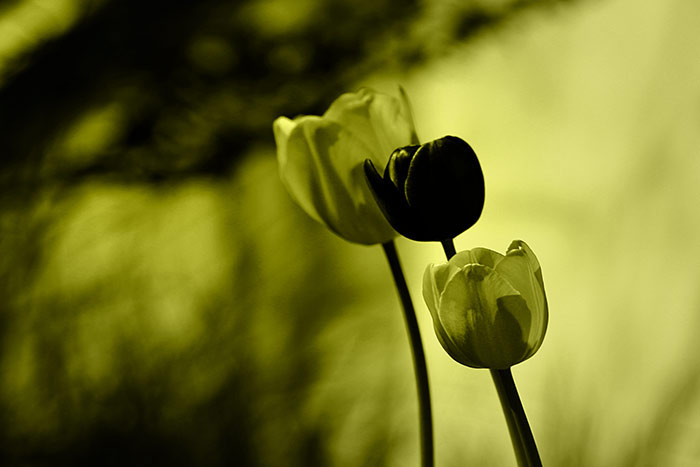 drei Tulpen im gelben Licht