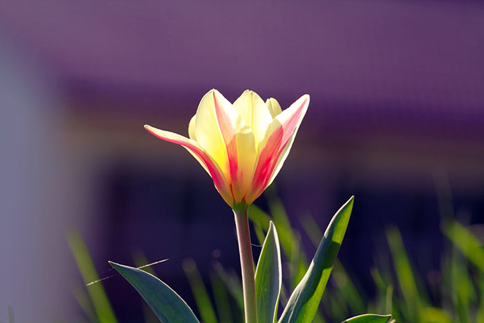 rot-geble Tulpe