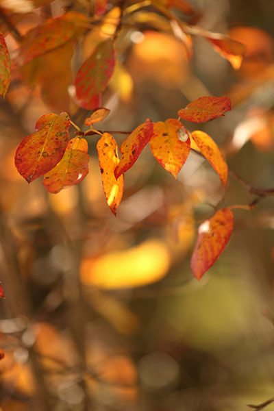 Naturfoto mit rotgoldenen Blättern am Busch