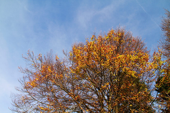 Baum im Herbstkleid