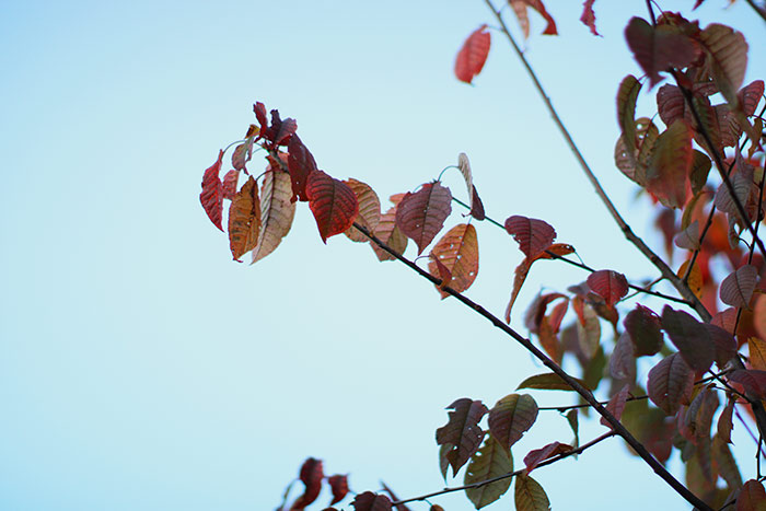 rotbraune Blätter an Zweig