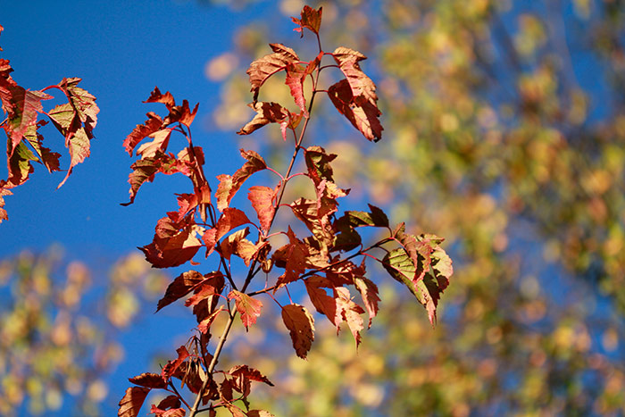 rote Blätter am Zweig