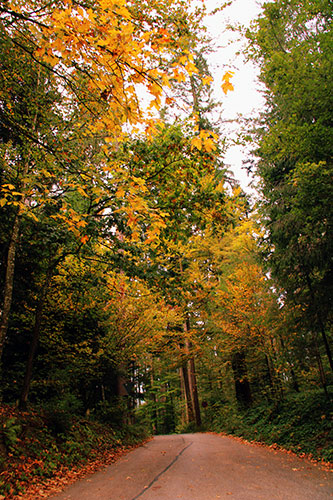 Waldsträsschen mit Herbstbäumen im gelben Kleid