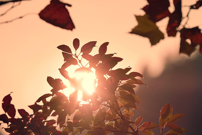 Naturfoto mit Abendsonne, die durch Herbstblätter scheint