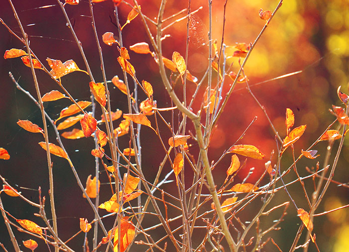 Naturfoto mit Strauch, der noch einige farbige Blätter trägt