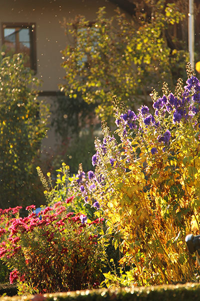 Naturfotografie mit roten und violetten Blumen im Garten