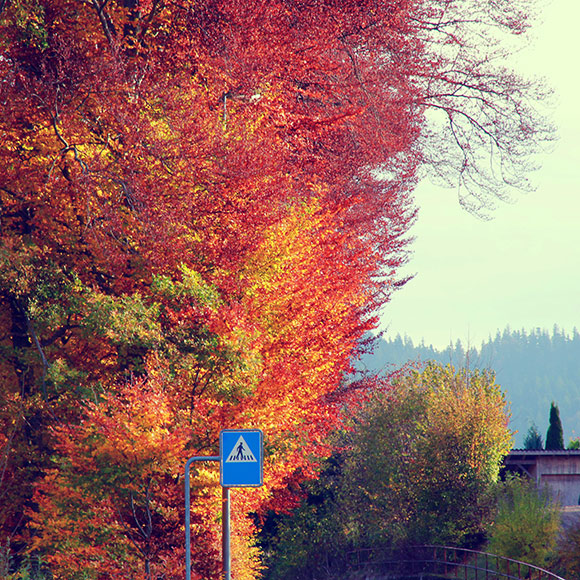 Naturfoto mit roten und goldenen Blättern an Bäumen und Strassenschild