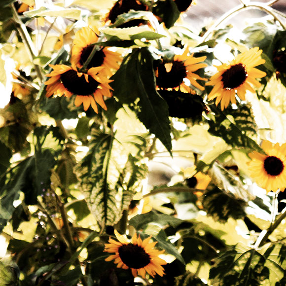 Naturfoto mit Sonnenblumen