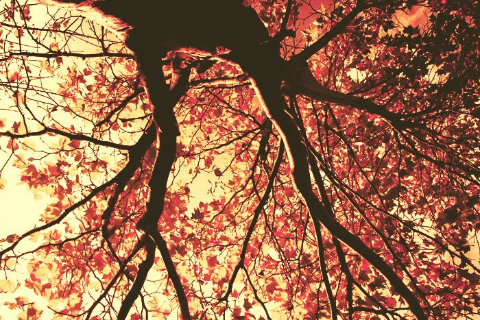 Baum von unten in die Baumkrone mit vielen roten Blättern