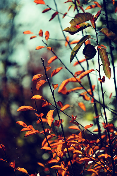 Naturfoto mit orangen Blättern am Busch und türkis Himmel