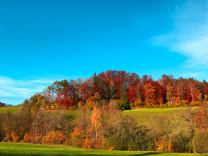 Naturfoto mit Waldrand und Baumreihen im Herbstkleid