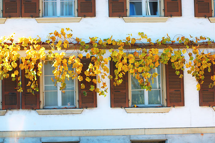 Herbstblätter von Reben ringsum Hausfassade