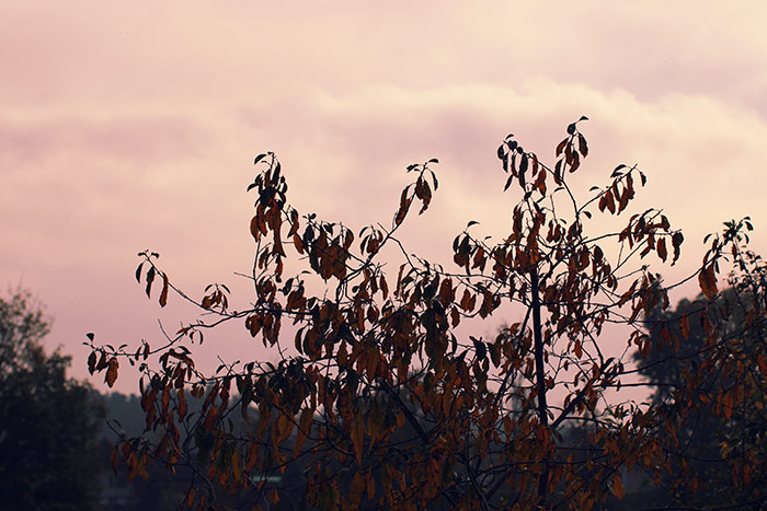 Naturfoto Baum mit gelbroten Blättern und rötlichem Abendhimmel im Hintergrund