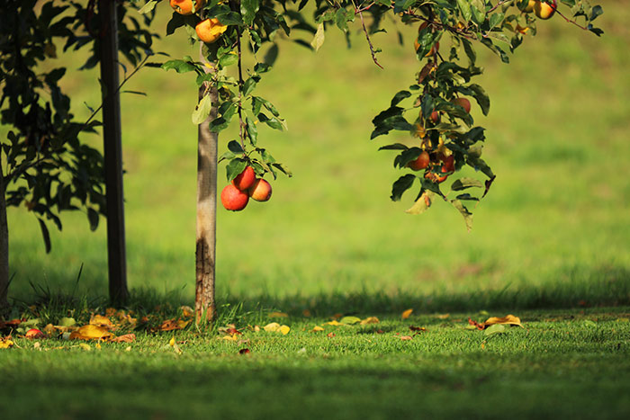 Naturfoto mit Äpfeln am Baum