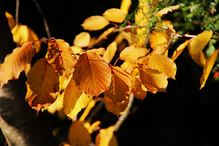 Naturfoto mit gelben Blättern an Waldrandbäumen