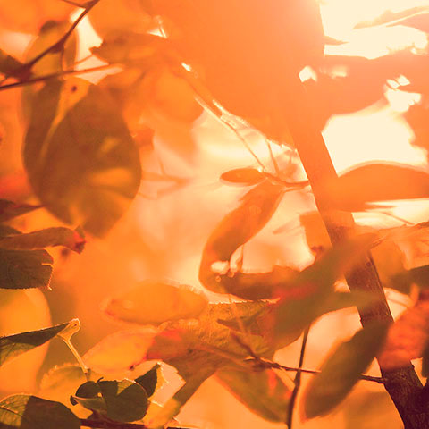 Naturfoto mit lichtdurchfluteten Herbstblättern an Ästen