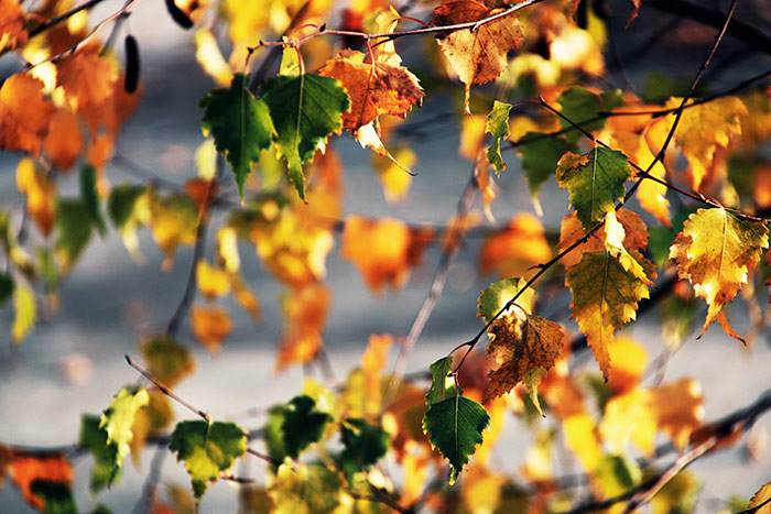 Naturfoto mit grünen und goldenen Blättern an Zweigen