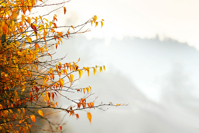 Busch mit leuchtenden Blättern im Nebel