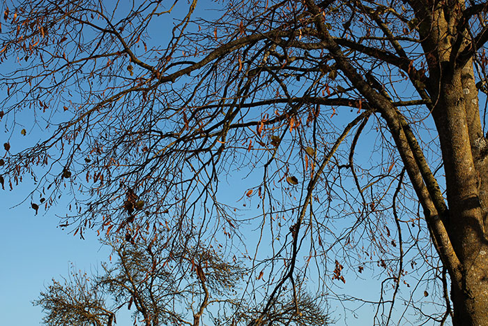 Baum mit letzten Blättern