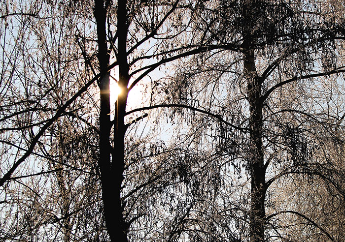 Bäume mit Sonneneinstrahlung