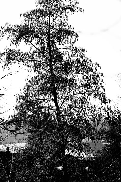 Baum schwarzweiss