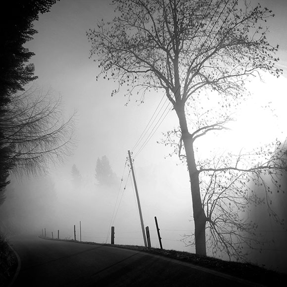 Naturfoto mit Sonnenlicht, das durch den Nebel dringt und Bäume und Tannen verzaubert
